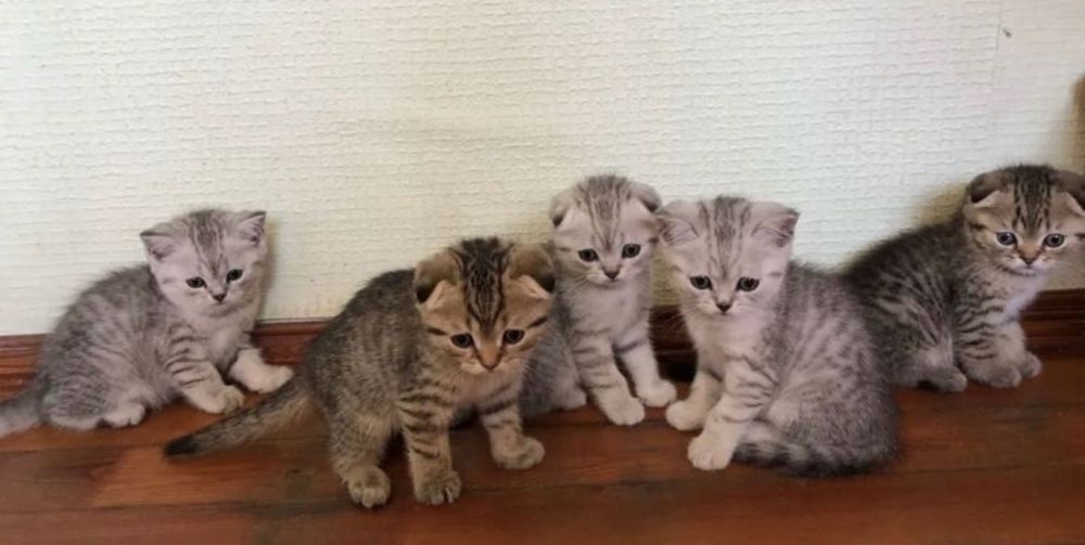 Красивейшие Котята