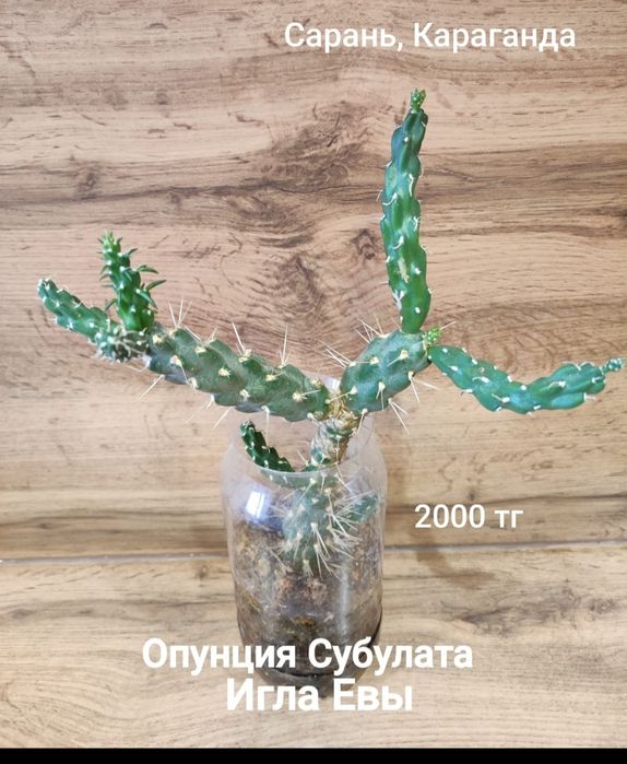 Суккуленты, кактусы,алоэ