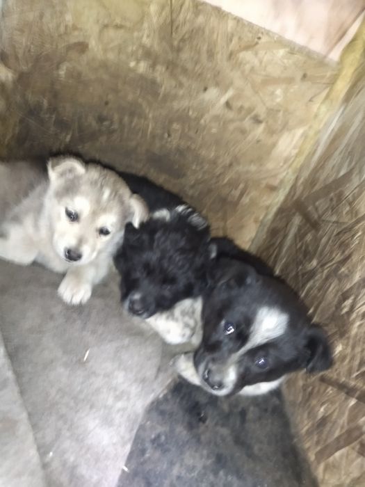 Отдам щенят в добрые руки