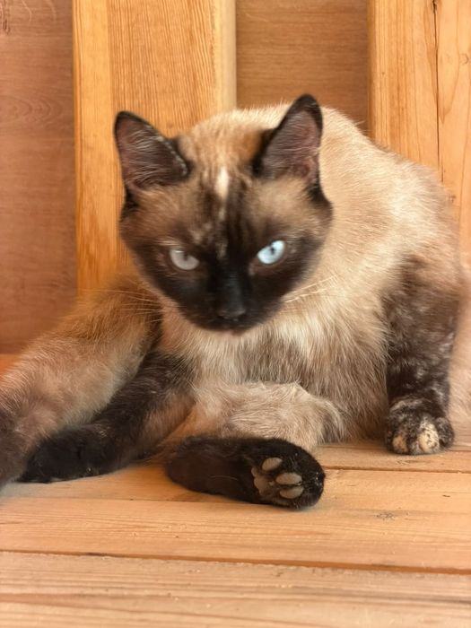 Котёнка молодая ребеночек