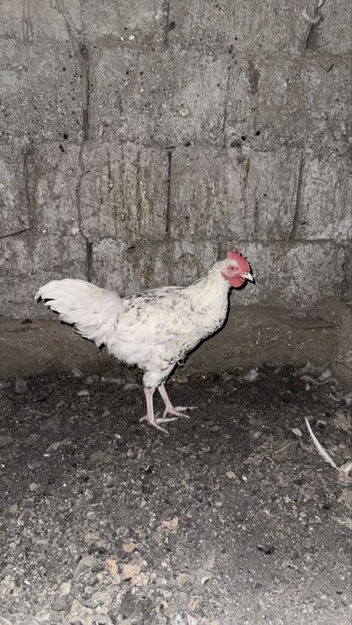 Продам 3,5 месячного петуха.Порода:Мясояйчное.Петух поличил вит и ант