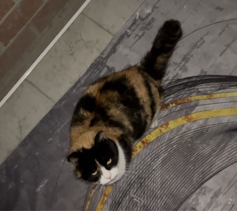 Трехцветная кошка