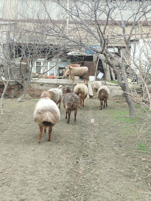 Edilbay arashan quylar sotiladi tozasidan