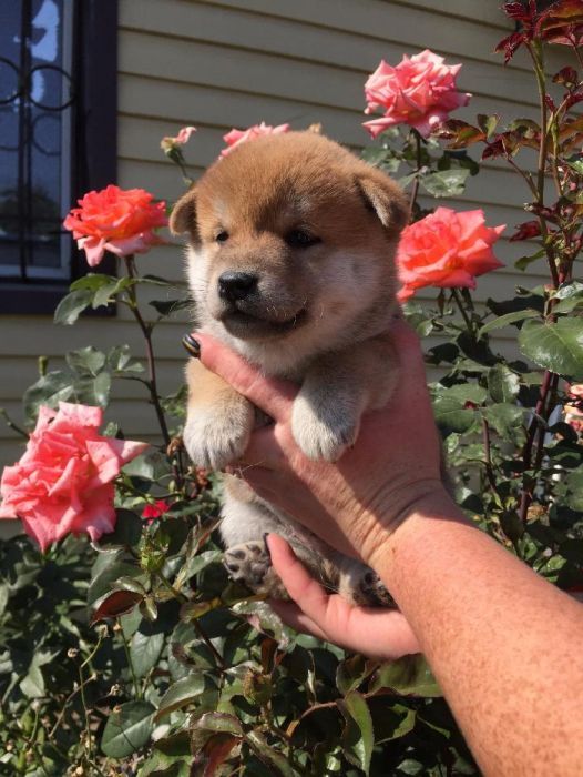 японская сиба-ину