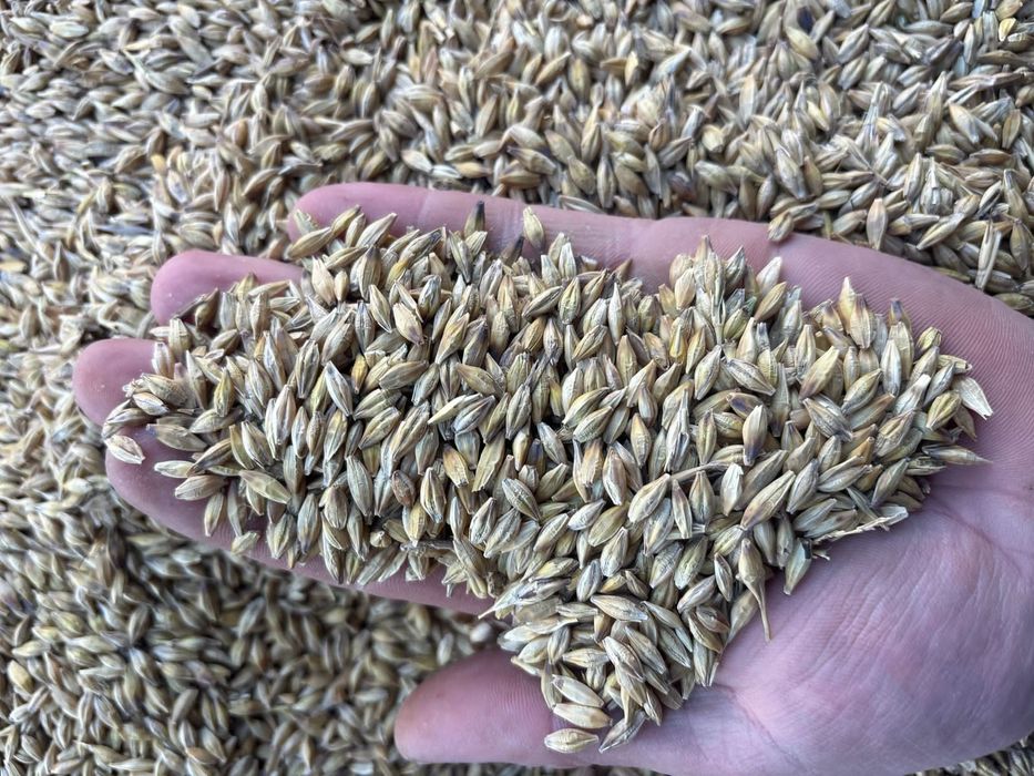 Семечки.Платный чат! Все корма.