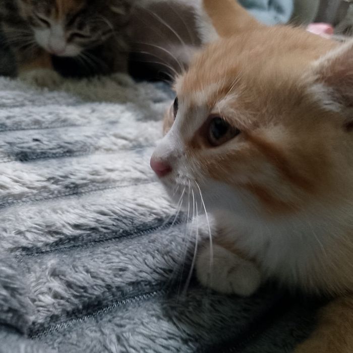 Отдам котят от мышеловки