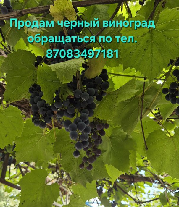Продам виноград Изабелла