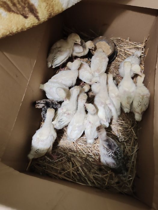 Pui curcă țărănești de casă.