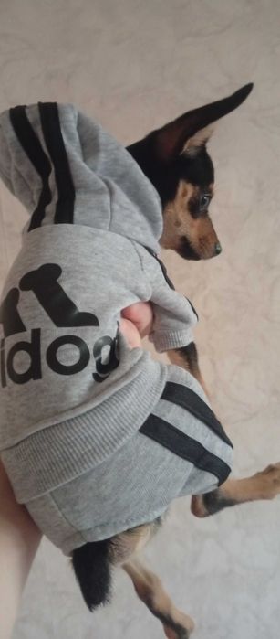 Одежда для собак