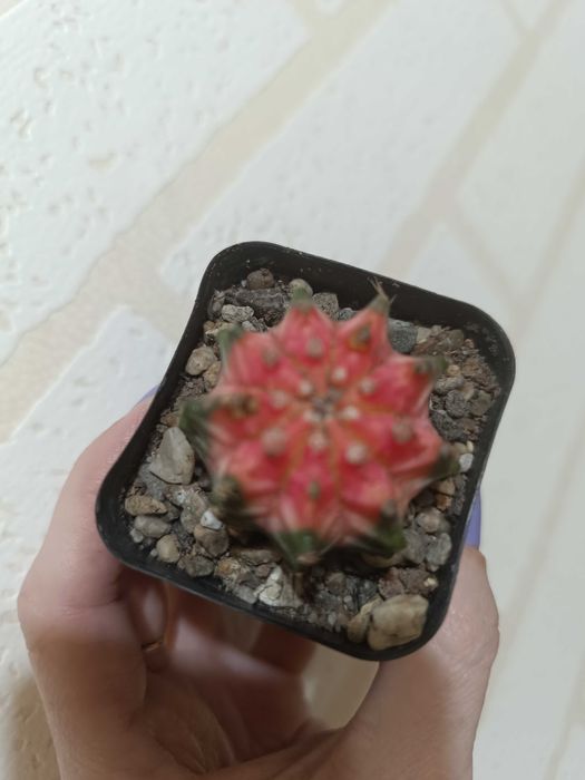 Продам красивые кактусы.