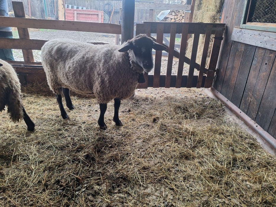 Vând 2berbeci Suffolk