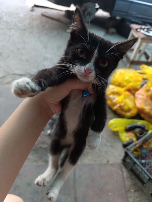 Отдам котят за шоколадку