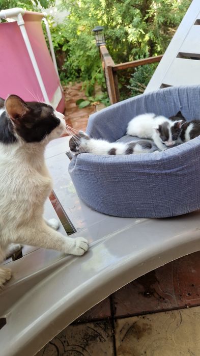 Котята трое бесплатно в добрые руки