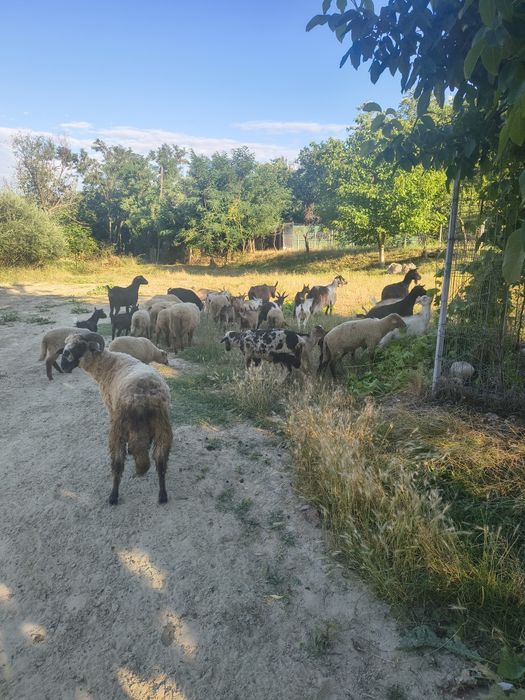 Vând ezi și mieii la kg