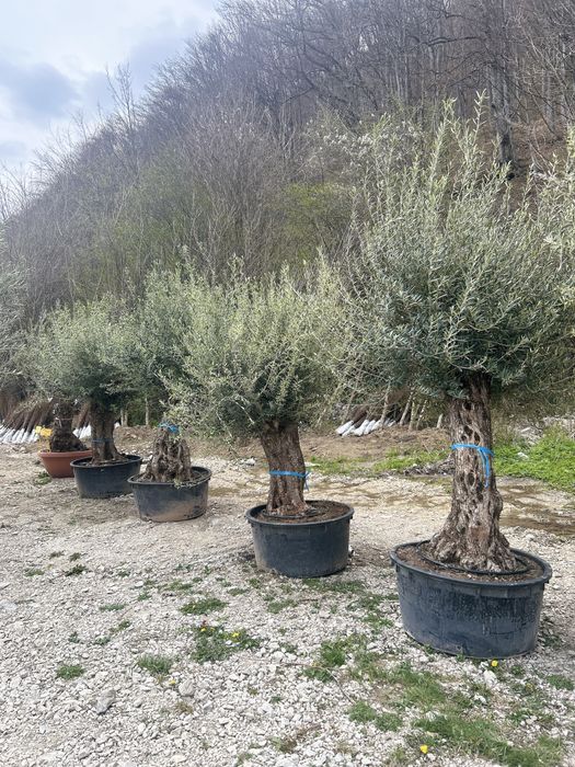 Maslini seculari si bonsai de vanzare