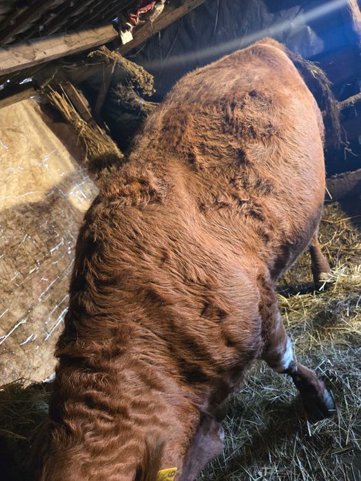 De vânzare vaci BALȚATE.