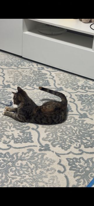 Срочно отдам котенка
