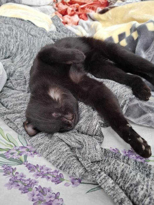 Бесплатно берилади