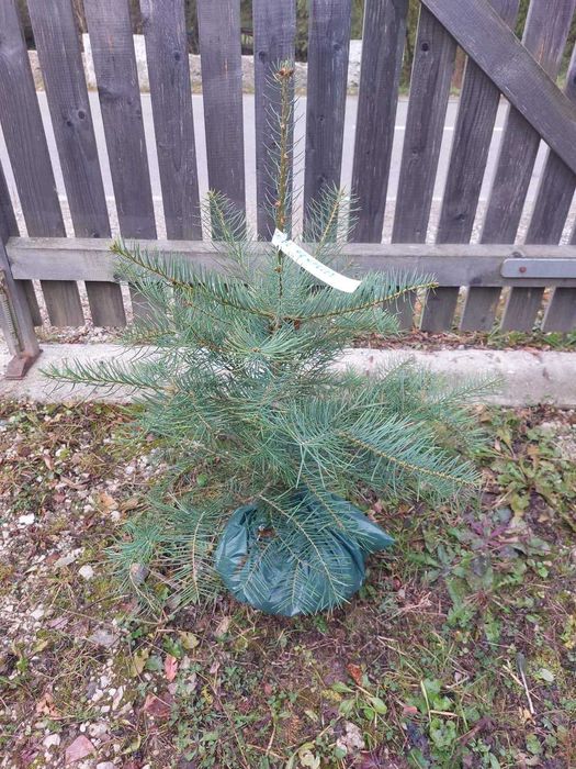 Pachet 5 buc. brazi ornamentali mixt cu balot sol-calibru 60-80 cm