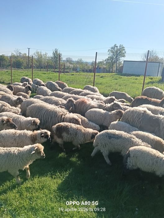 Vând oii  turcane