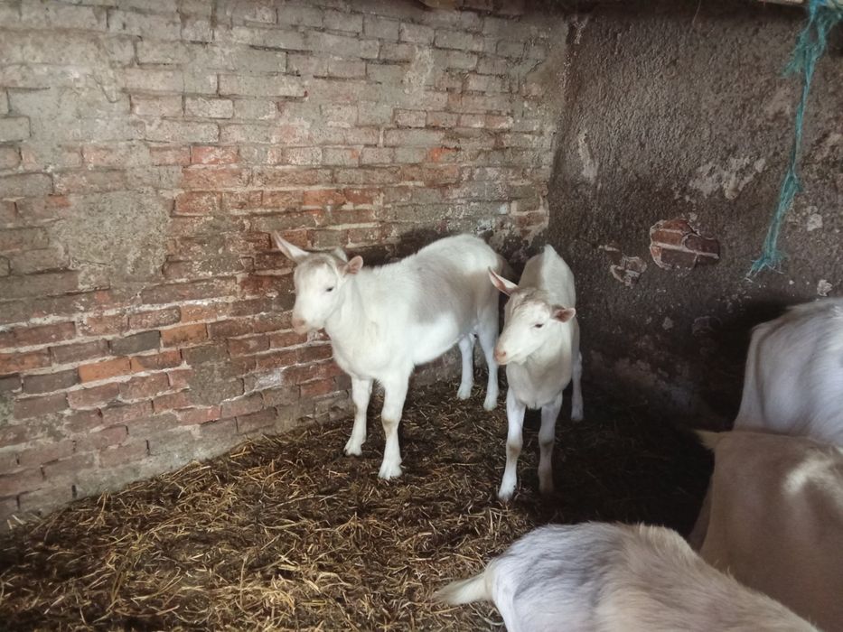 Vând țapii zanner