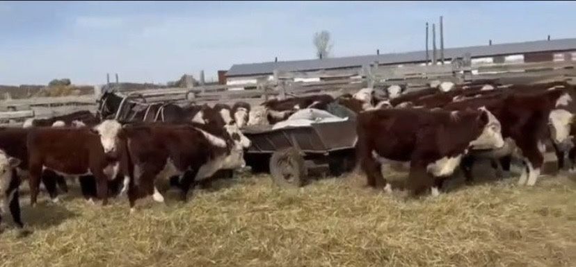 25бас акбас букалар