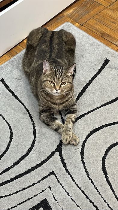 Отдам кота в добрые руки