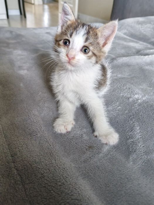 Отдадим котёнка в добрые руки
