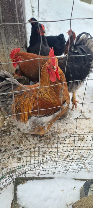 Cocoși de vânzare