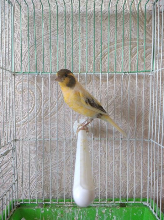 Канарейкалар бар