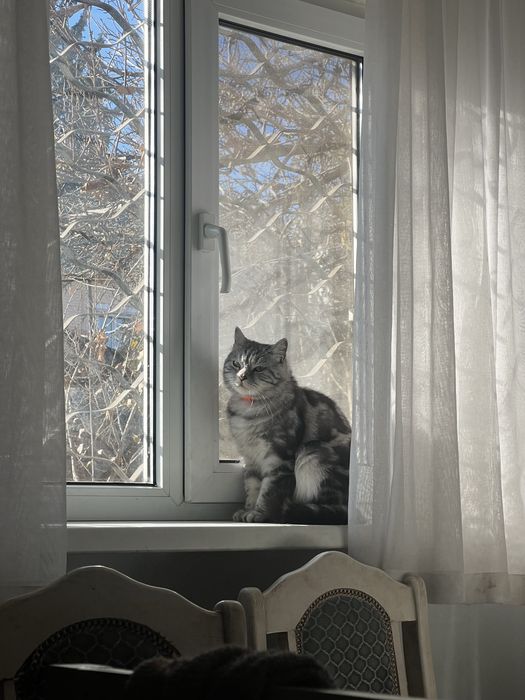 Отдам кошку в добрые руки