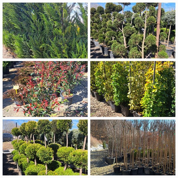 Vindem Stejar Carpin mesteacan fag lemn cainesc etc