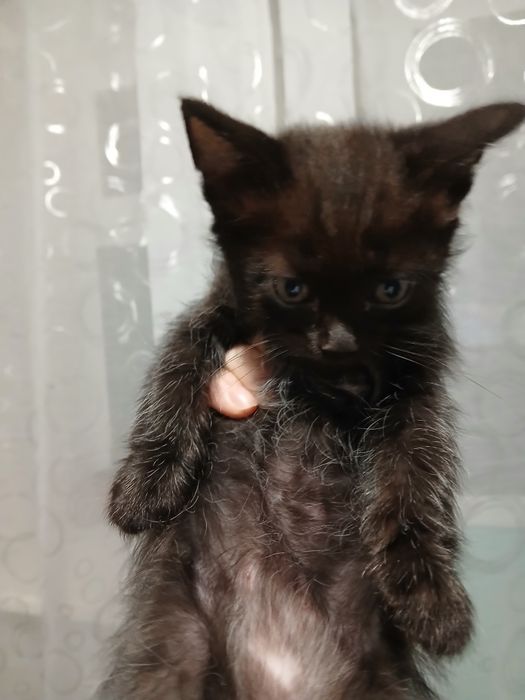 Отдам котёнка в добрые руки