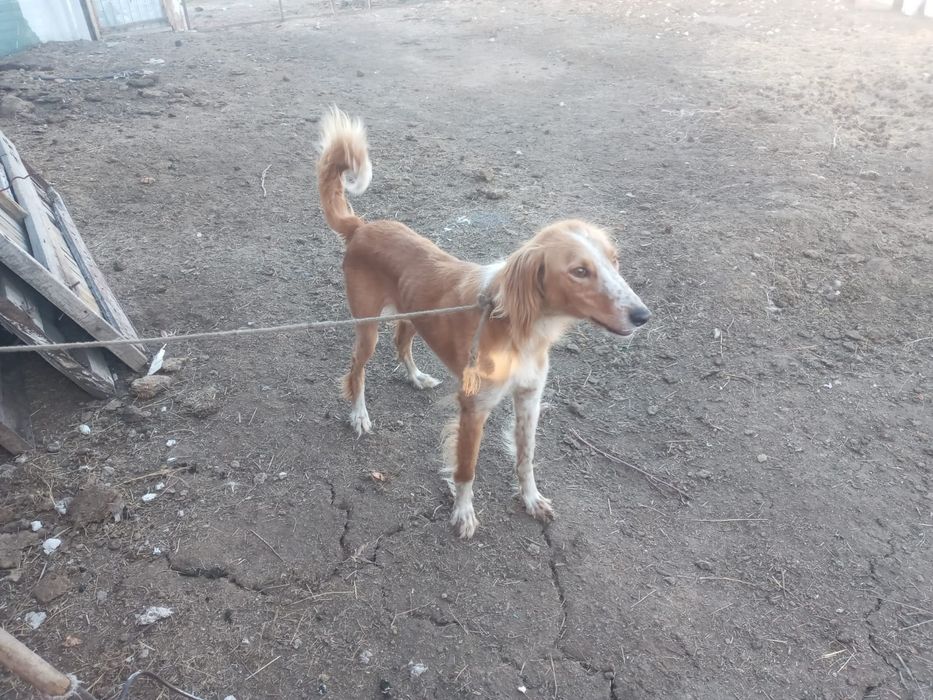 Тазы сатылады, собака