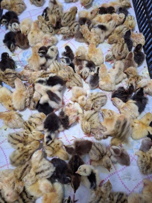 Pui prepelite giganta polara,japoneza mare,jumbo gold ,celadon