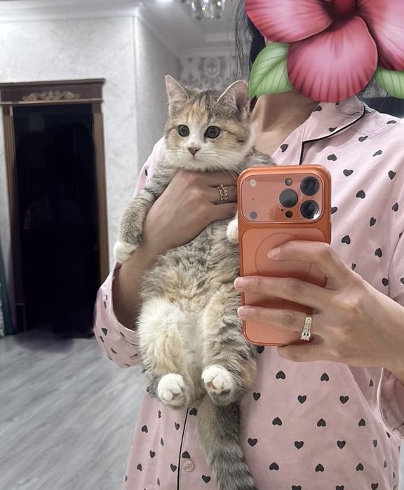 Милые пушистые котята