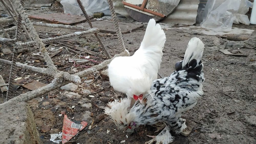 Япон хурозча бор сотувда