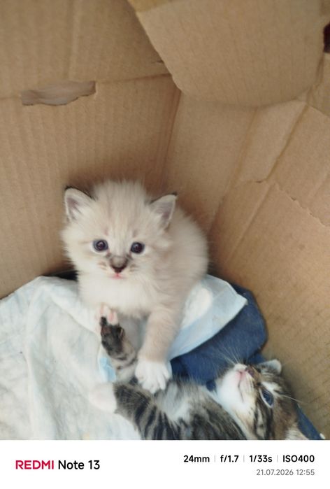 Котёнка Отдам даром