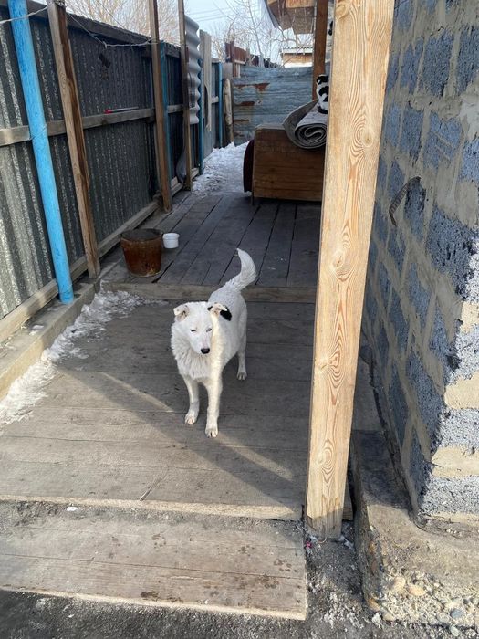 Щенки подростки 6 мес