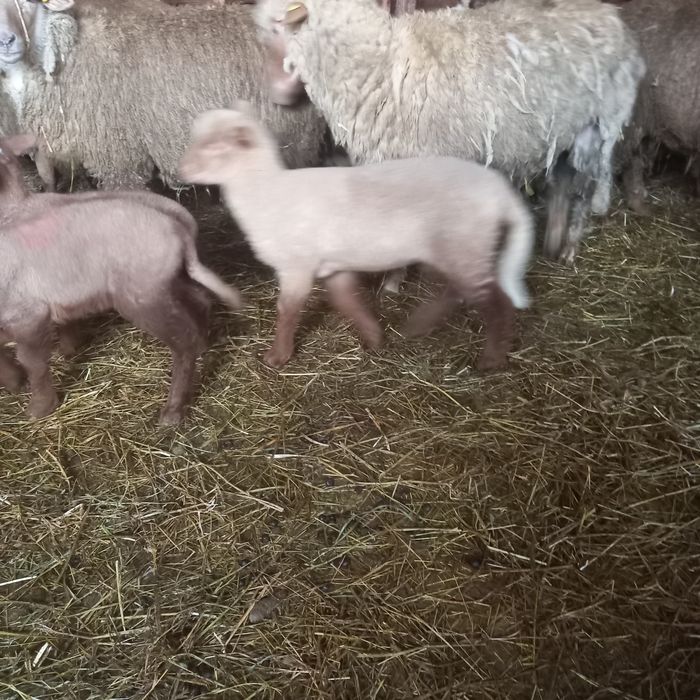 Oi cu miei de vanzare