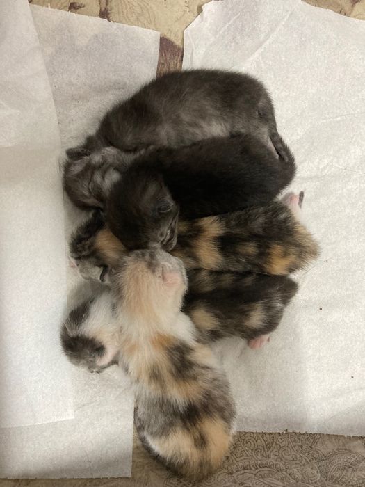 Отдам котят в добрые руки