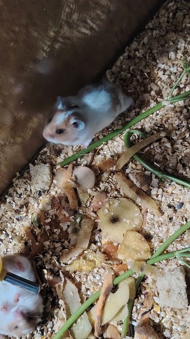 Сирийские хомяки