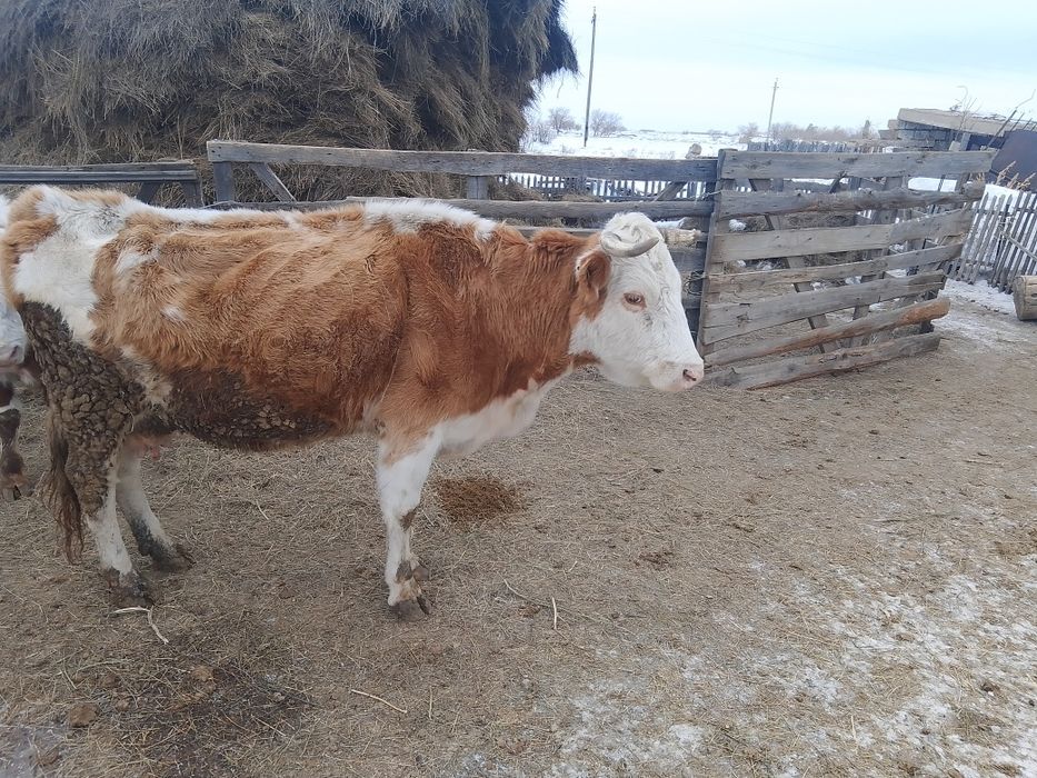 Продам дойную карову