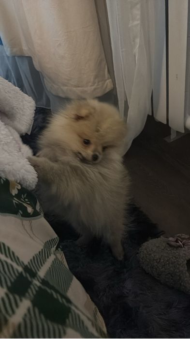 Шпиц помереканский