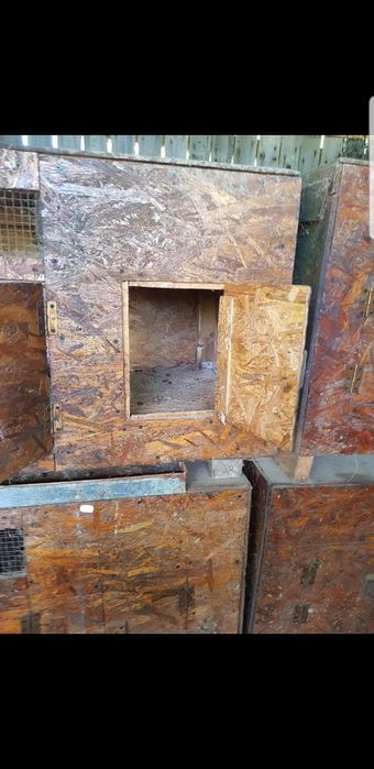 Vand cotet ptr iepuri