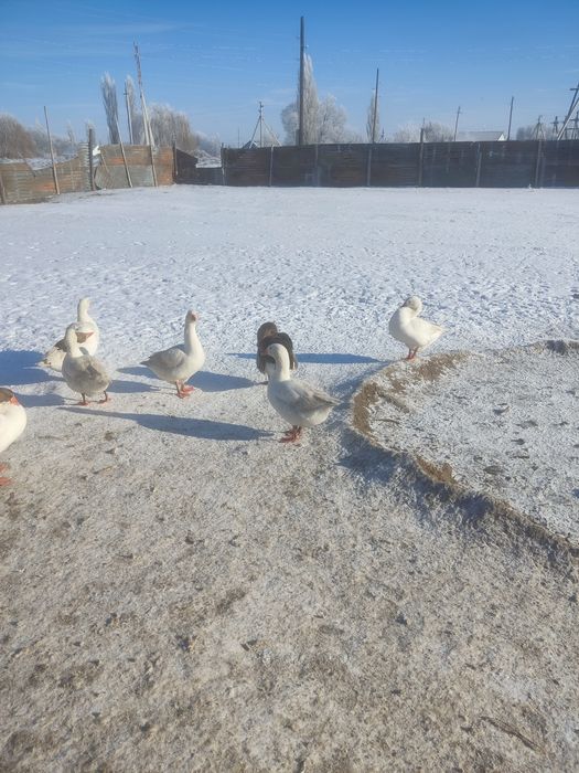 Продам жирных гусей