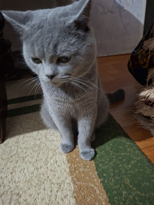 Пародаси тоза зотли Шиншилла