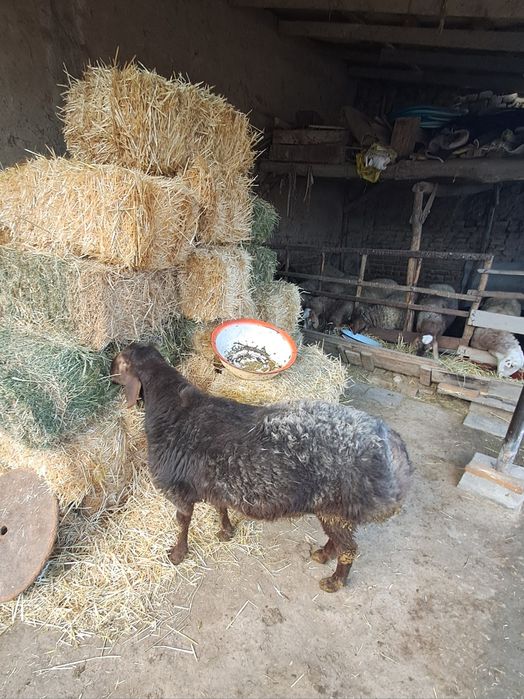 Кучкор сотилади.