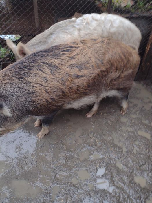 Прасета  мъжко и женско