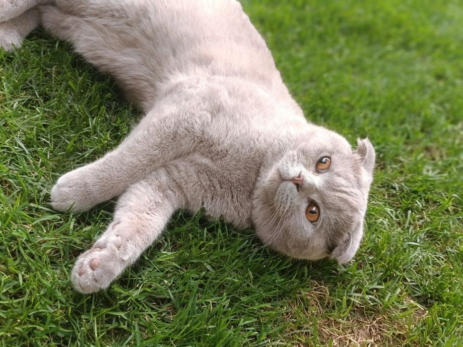 Kelishamiz. Skottish Fold